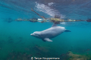 An Unexpected Encounter
While I was looking for manatees... by Tanya Houppermans 